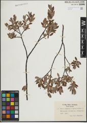 Foto von Salix lapponum L. x Salix myrtilloides L.